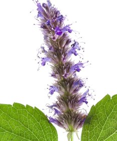 Essential Oils - Image 16