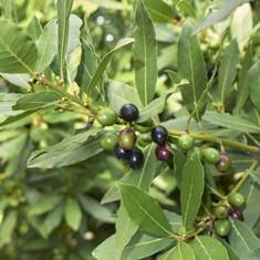 Essential Oils - Image 7
