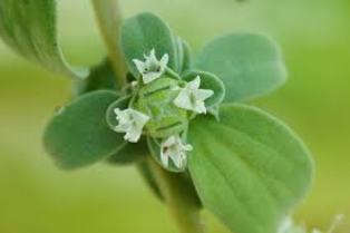 Essential Oils - Image 9