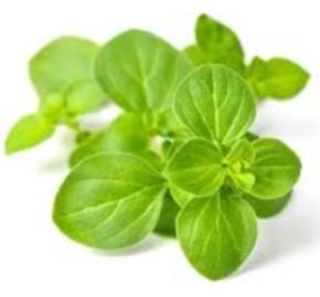 Essential Oils - Image 8