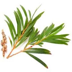 Essential Oils - Image 3