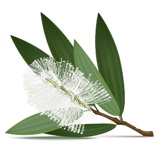 Essential Oils - Image 44
