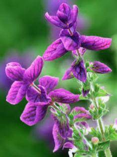 Essential Oils - Image 40