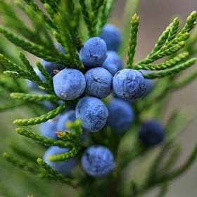 Essential Oils - Image 28