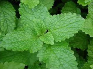 Essential Oils - Image 35
