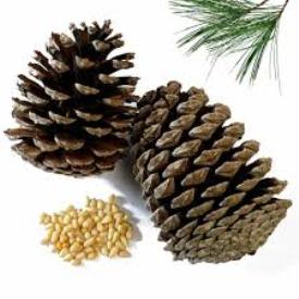 Essential Oils - Image 22