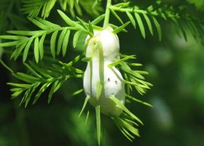 Essential Oils - Image 39
