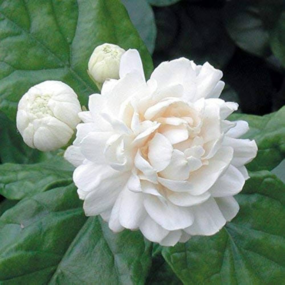 Essential Oils - Image 20