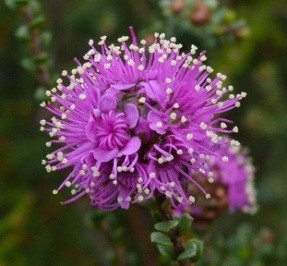 Essential Oils - Image 52