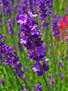 Essential Oils - Image 59