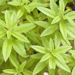 Essential Oils - Image 56